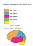Localisation anatomique des 4 lobes du cortex