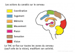Les actions du cannabis sur le cerveau