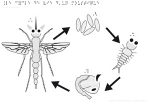 Cycle de vie du moustique