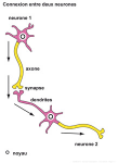 Connexion entre deux neurones