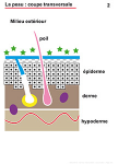 La peau: coupe transversale