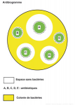 Antibiogramme