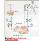 Des expériences de sections et de stimulations