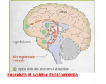 Encéphale et système de récompense
