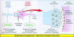 Glutamate et substance P Neurone nociceptif médullaire