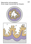 Observation microscopique d'une coupe transversale d'intestin