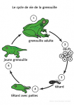 Cycle de vie de la grenouille