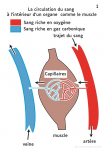 La circulation du sang a l'intérieur d'un organe