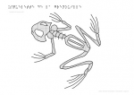 Squelette de la grenouille