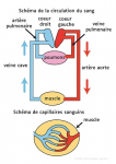 Schema de la circulation du sang