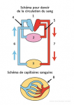 Schema pour devoir de la circulation du sang
