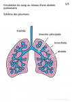 Circulation du sang au niveau d une alveole pulmonaire