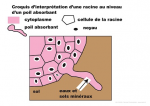 Croquis d'interprétation d'une racine au niveau d'un poil absorbant
