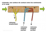 L'intestin, une surface de contact entre les nutriments et le sang