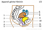 Appareil génital féminin