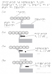 Fixation et hydrolyse d'une molécule ATP au niveau de la tête de myosine