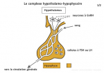 Complexe hypothalamo hypophysaire et action des hormones