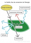 Feuille lieu de conversion de l'énergie