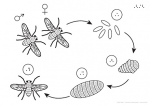 Cycle du développement et de la reproduction de la mouche