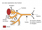 Les voies respiratoires chez l'animal