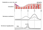 Endomètre au cours du cycle