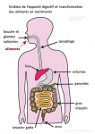 Schéma de l'appareil digestif