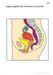Appareil génital féminin vue de profil