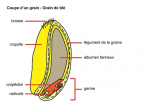 Coupe d un grain de blé