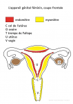 L'appareil génital féminin, coupe frontale