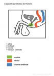 Appareil génital masculin