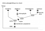 Arbre phylogénétique du vivant