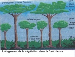 L'étagement de la végétation dans la forêt dense